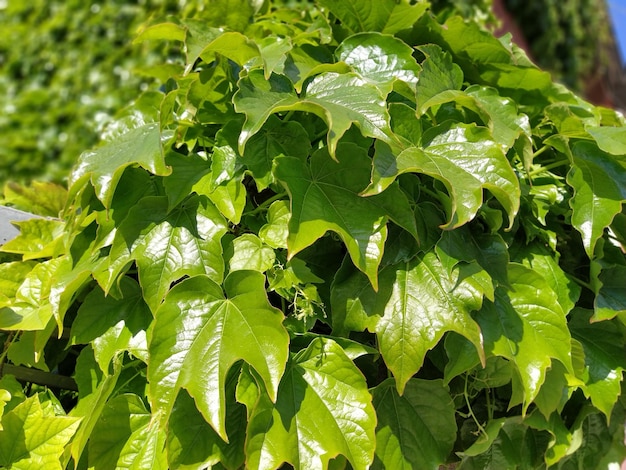 Jonge bladeren van gewone ivy hedera-helix in het voorjaar natuurconcept voor ontwerp groene kruipende plant close-up als achtergrond heldergroene kleur met reflecties van een zonlicht hedge of muur inlijsten