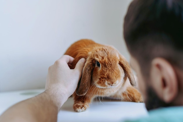 Jonge blanke baarde dierenarts onderzoekt een rode konijn op een witte tafel.