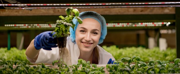 Jonge blanke vrouw oogst greens basilicum van haar hydrocultuur boerderij.