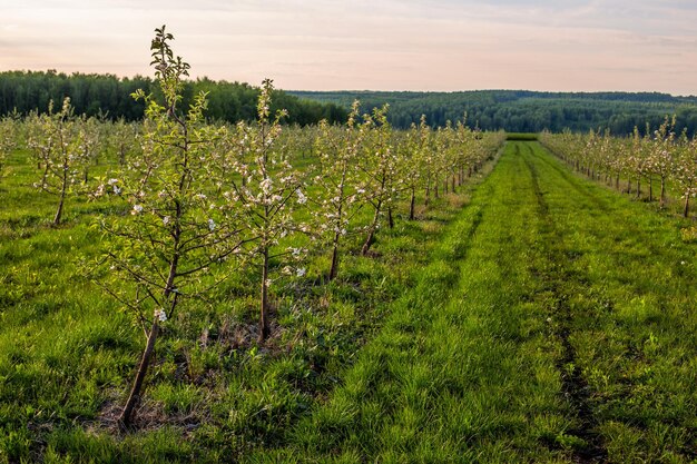 Jonge bloeiende appeltuin bij daglicht met lineair perspectief