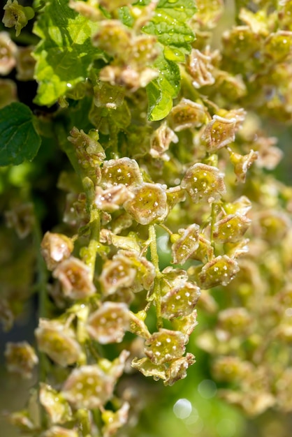 Jonge bloeiwijze van aalbesbloemen in het voorjaar