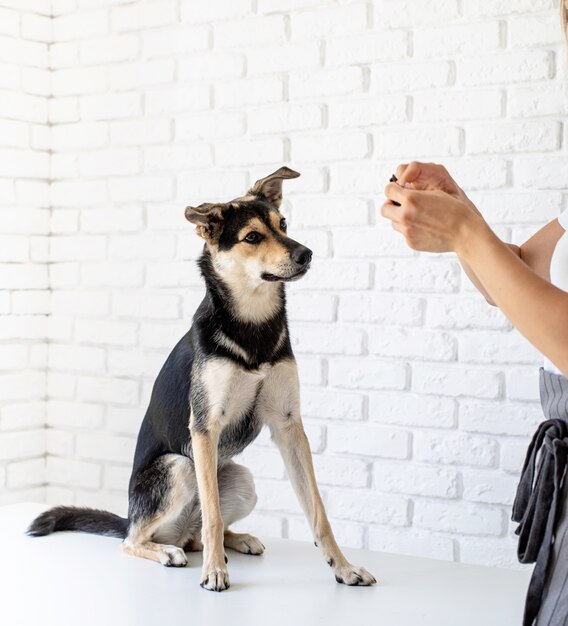 Jonge blonde vrouw die een snack geeft aan haar hond