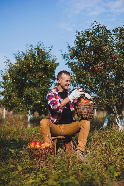 Jonge boer man werknemer appels plukken in boomgaard in dorp tijdens herfst oogst Gelukkig man werkt in de tuin oogstmanden met appels