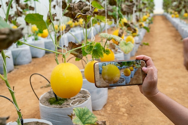 Jonge boer observeert een foto van een meloen die in de mobiele telefoon is opgeslagen