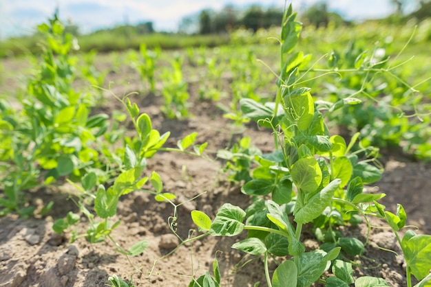 Jonge boeren groene erwten in de tuin, hobby's, moestuin, natuurlijk eco-voedsel