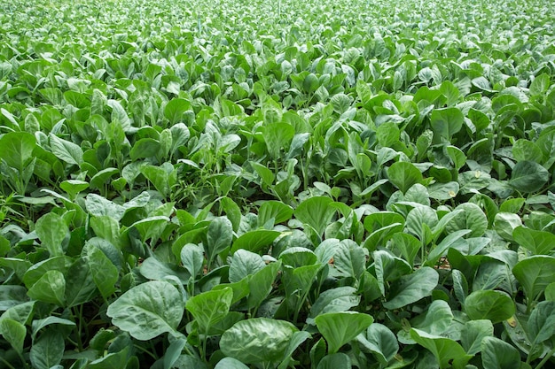 Jonge boerenkool groeit in de tuin