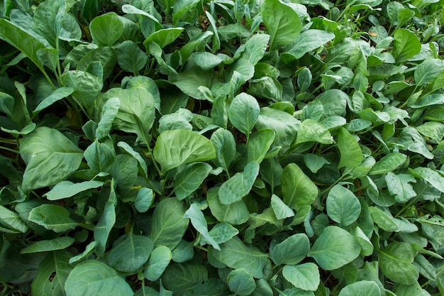 Jonge boerenkool groeit in de tuin