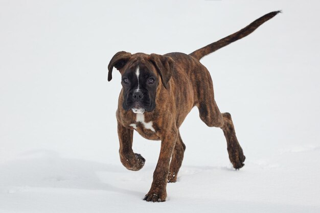 Jonge bokser pup van tijger kleurenfoto in de winter op een besneeuwde achtergrond