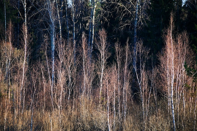 Jonge bomen in bos aan rand van zwom