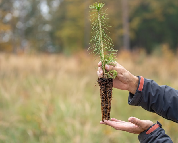 Jonge bomen met kruiden voor bosherstel