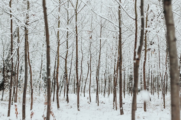 Jonge bomen zijn bedekt met sneeuw