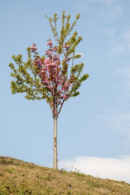 Jonge boom die in bloemen bloeit