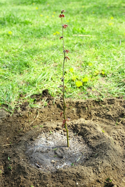 Jonge boom water geven in het voorjaar