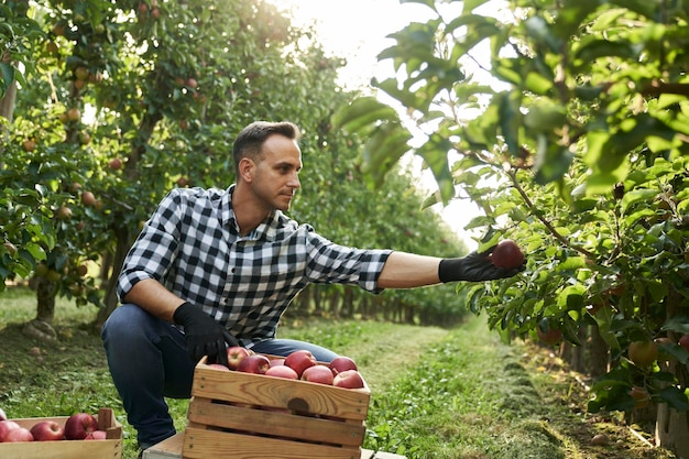Jonge boomgaardboer die appels van de bomen plukt