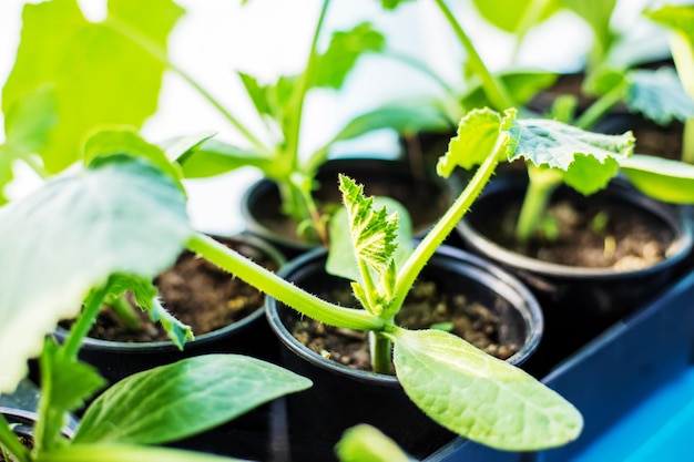 Jonge boompjes voor het planten van courgette op het raam Selectieve focus natuur