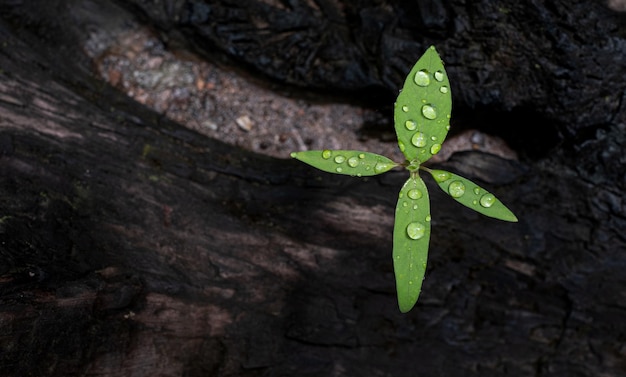 Jonge boomplant groeit door het gebarsten oude hout