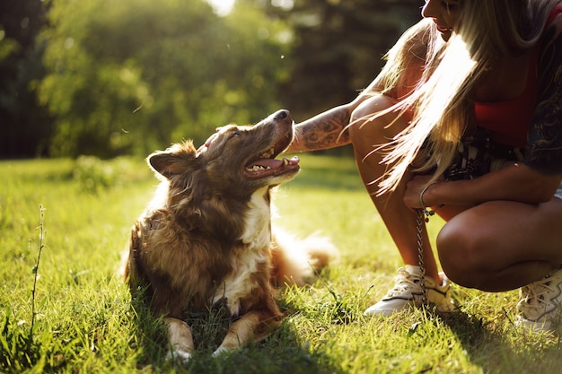 Jonge border collie-hond aangelijnd in park