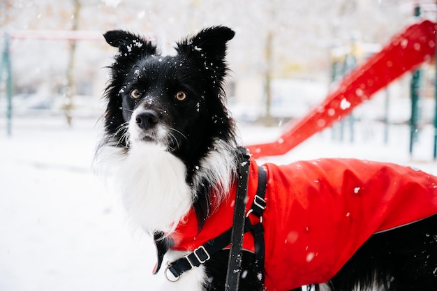 Jonge border collie-hond in de sneeuw met een rood de winterconcept van het regenjasje