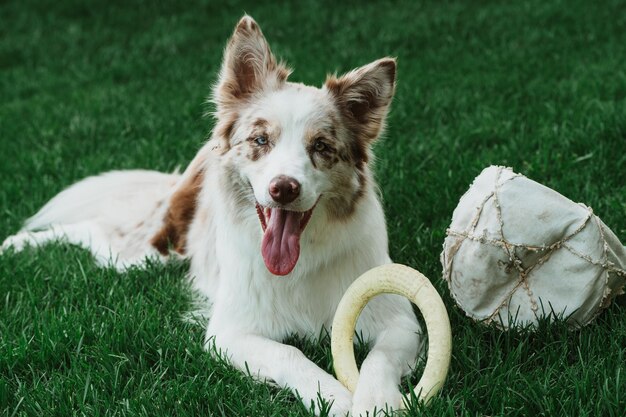 Jonge border collie (red merle) ligt in het gras met een bal en wacht om te spelen