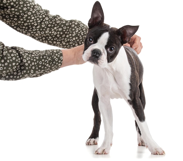 Jonge Bostonterriër bicolor met de armen van zijn minnares