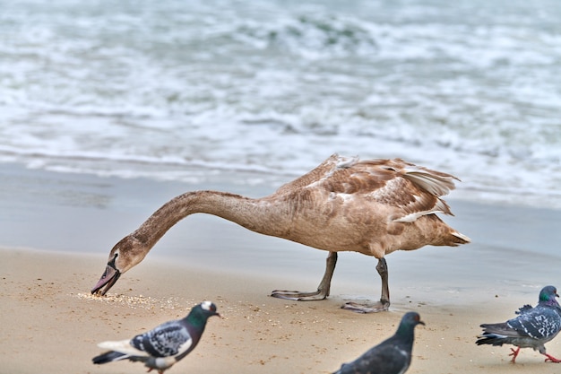 Foto jonge bruin gekleurde witte zwaan voeden en vissen op zee on