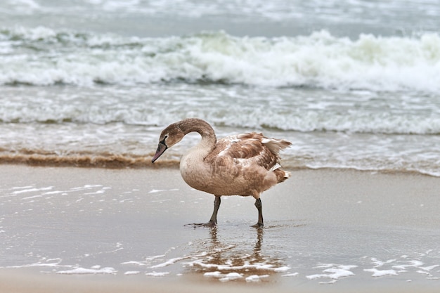 Jonge bruin gekleurde witte zwaan wandelen door blauwe wateren van de oostzee. close-up afbeelding met hoge resolutie van zwaan kuiken met bruine veren. knobbelzwaan, latijnse naam cygnus olor.