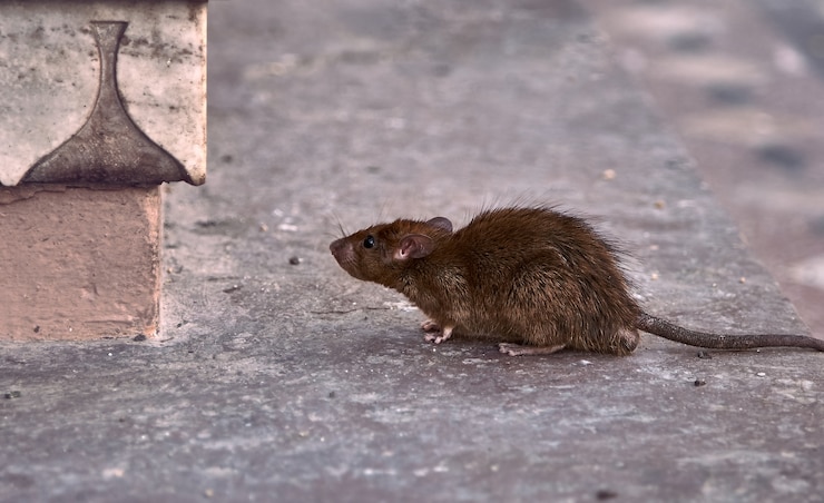 Foto jonge bruine rat op zoek naar voedsel