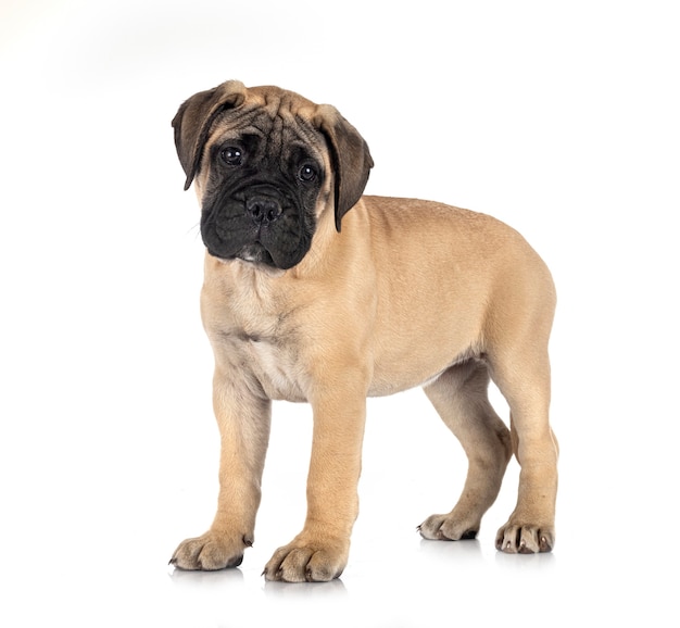 Jonge bullmastiff geïsoleerd op wit