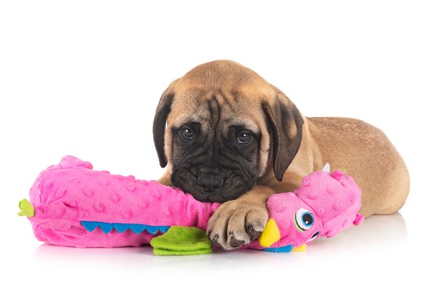 Jonge bullmastiff-hond