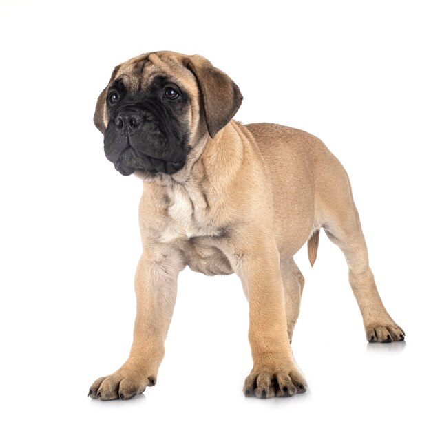 Jonge bullmastiff voor wit