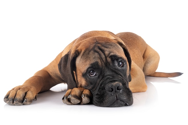 Jonge bullmastiff voor witte achtergrond