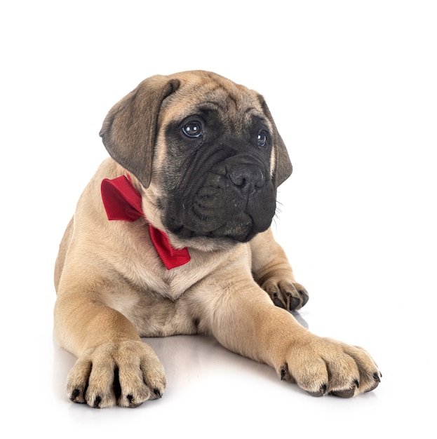 Jonge bullmastiff voor witte studio