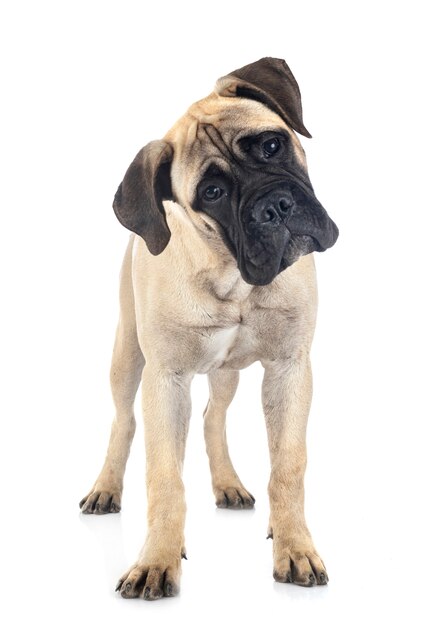 Jonge bullmastiff