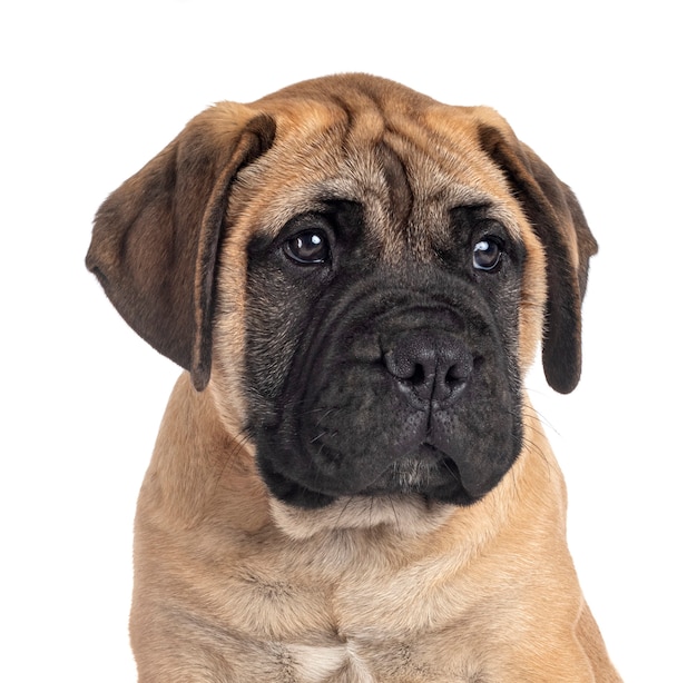 Jonge bullmastiff