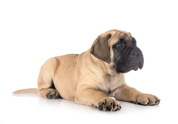 Jonge bullmastiff