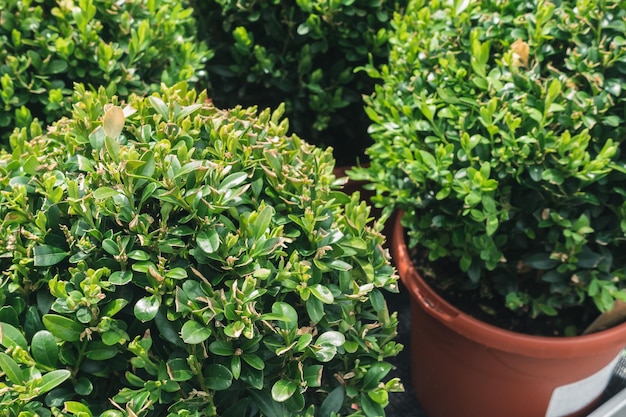 Jonge buxus sempervirens deco bal in tuin kwekerij centrum Sierkist plant of buxus in bloempotten Lentetijd Close-up selectieve aandacht