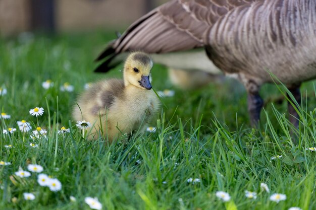 Foto jonge canadese gans op het gras