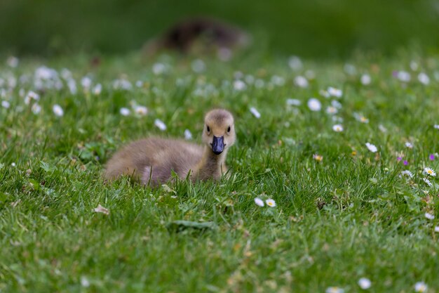 Foto jonge canadese gans op het gras