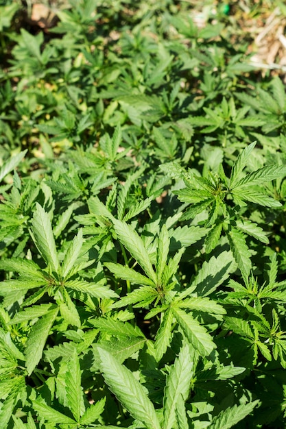 Jonge cannabisplanten. Hennep wordt gebruikt voor het maken van stoffen en plantaardige olie