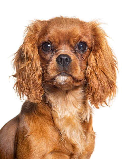 Jonge Cavalier King Charles zes maanden oud geïsoleerd op wit