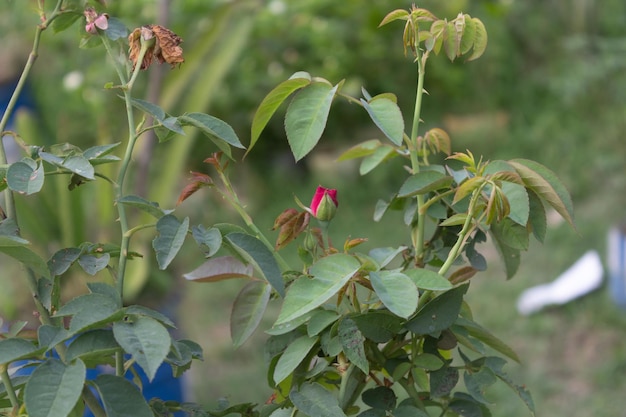 Jonge Chaina-roos in de tuin met groene bladeren Selectieve aandacht Bengaalse roos met wazige achtergrond