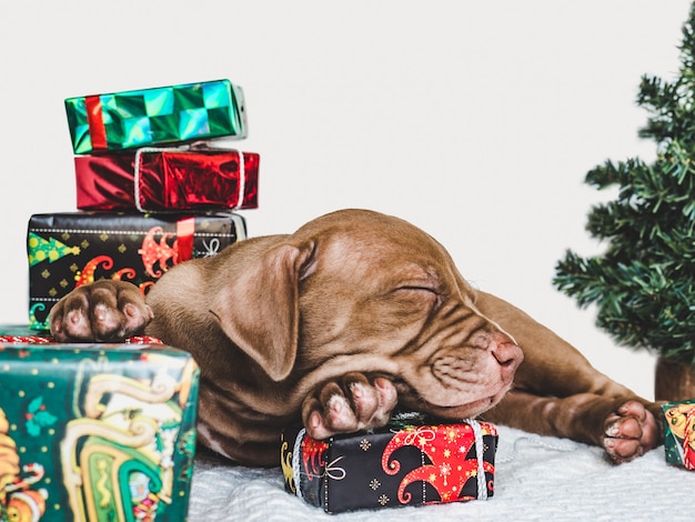 Jonge, charmante puppy en een feestelijke doos