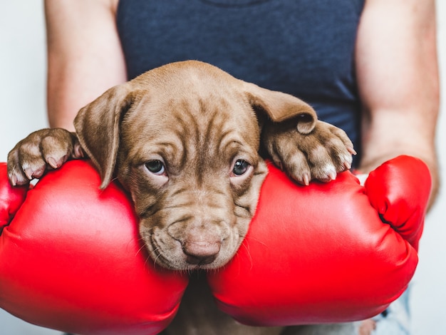 Jonge, charmante puppy en rode bokshandschoenen