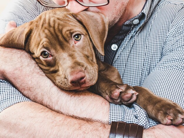 Jonge, charmante puppy in de handen van een zorgzame eigenaar.