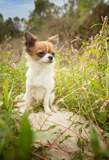 Jonge chihuahua de kruiden in de natuur