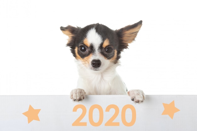 Jonge Chihuahua die een aanplakbiljet van 2020 houdt