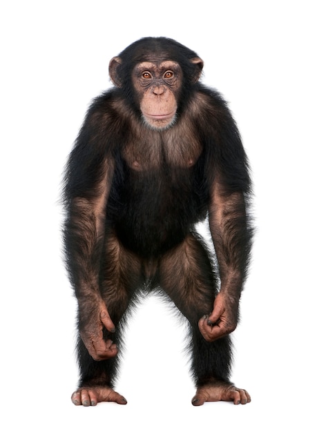 Jonge chimpansee die opstaat als een mens