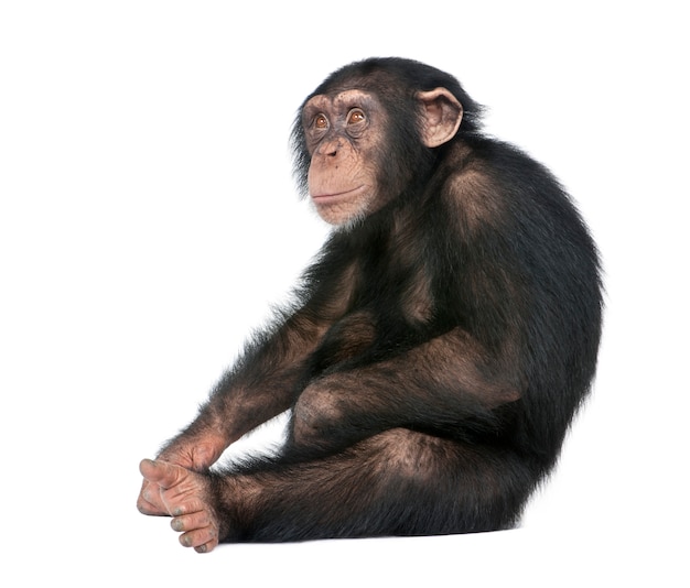 Jonge Chimpansee - Simia-holbewoners op een geïsoleerd wit