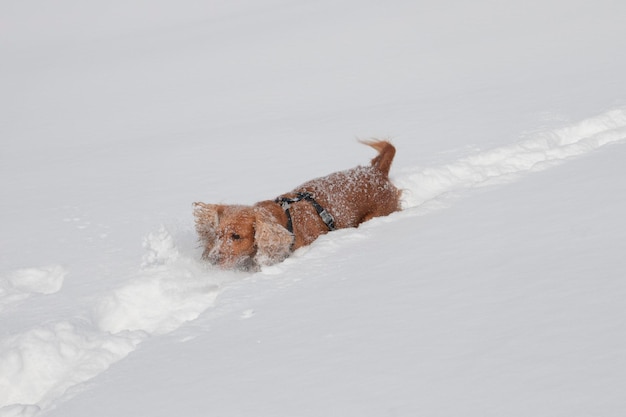 Jonge cocker-spaniëlhond die naar je kijkt terwijl hij in de sneeuw speelt