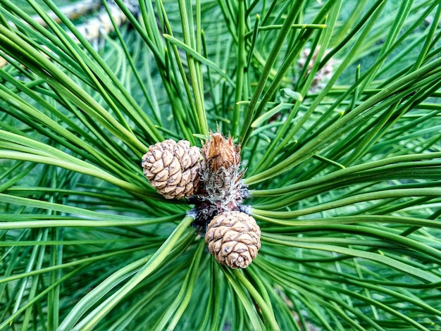 Foto jonge dennenknoppen in de lente pinus mugo dwerg berg dennen mugo dennen